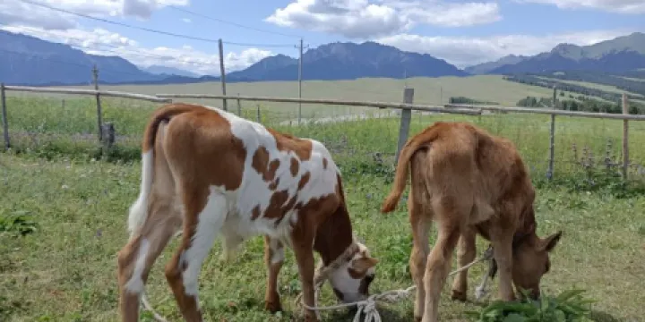 南山白楊溝風景區