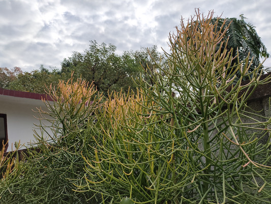 绿玉树,高能沙漠植物