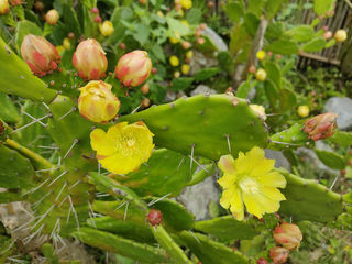 仙人掌，原来可以长成大树