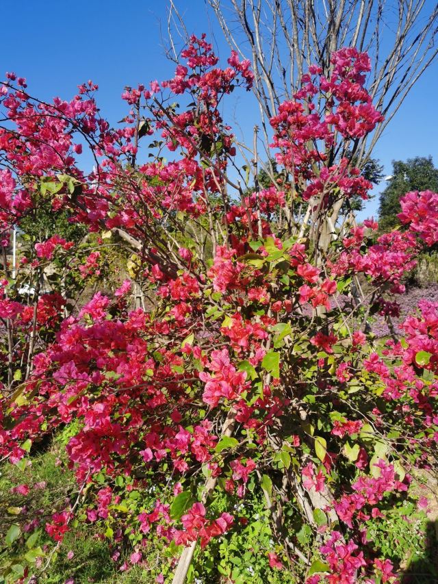 花海谷公园旅行图片 4