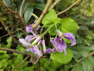 二月兰，惜春莫把春辜负