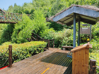 河南“值得一看”的景区,植被覆盖率达90%,号称“天然氧吧”