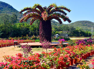 海南旅游：徜徉三亚天行森林公园散记（图）