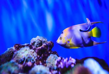 大连圣亚海洋世界+棒棰岛一日游【 2-6人小团，帆船出海】【适合老人、亲子、家庭出游及商务出游的客户群体，轻松不累！】