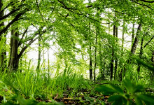 儿童森林景点图片