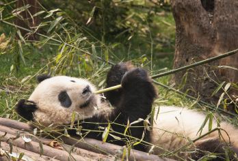 熊猫谷+青城山纯玩一日游【2-8人私家团+全程自由行】【[品质服务保障]上门接送+包含门票+熊猫谷青城山自由行+5-9座专车出行】