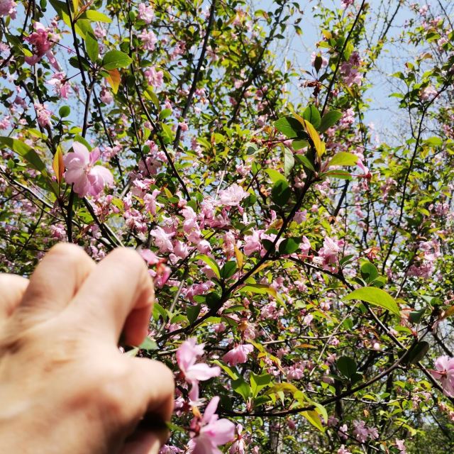 思贤公园旅行图片 3