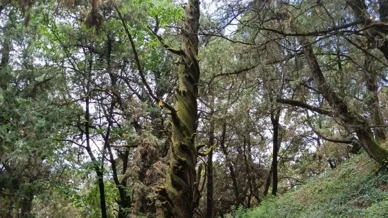 龍角柏