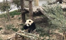 西宁熊猫馆-西宁-YoYo_1U1U1O8J