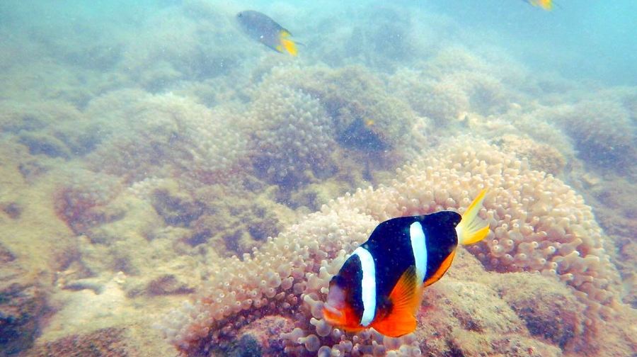 小丑鱼潜水