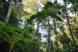 5-Day Jinghong Tour: Explore Tropical Rainforests, Experience Dai Culture