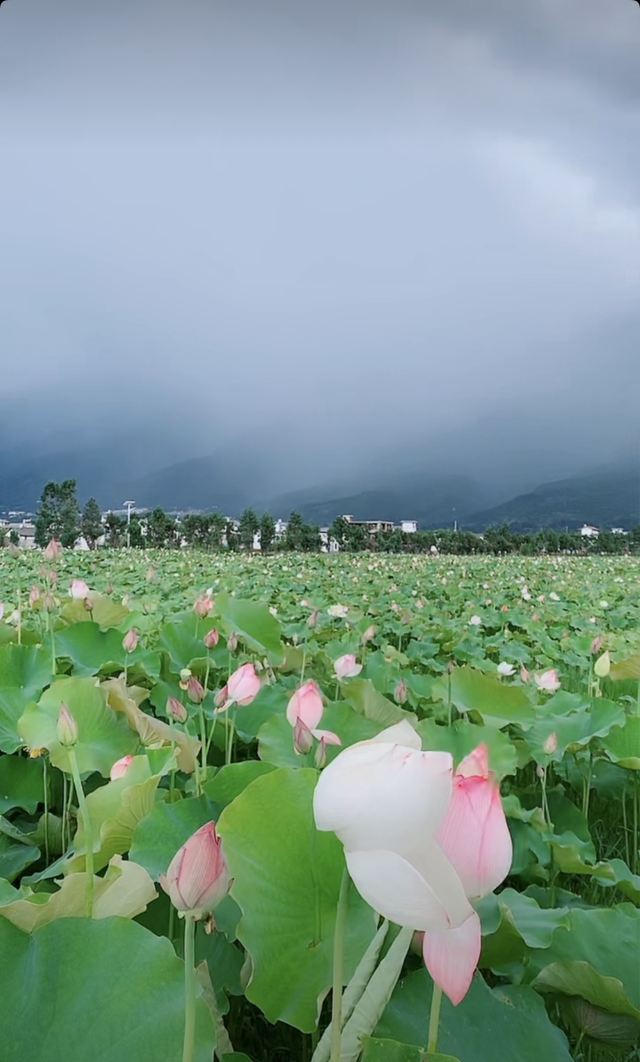 洱海月湿地公园旅行图片 1