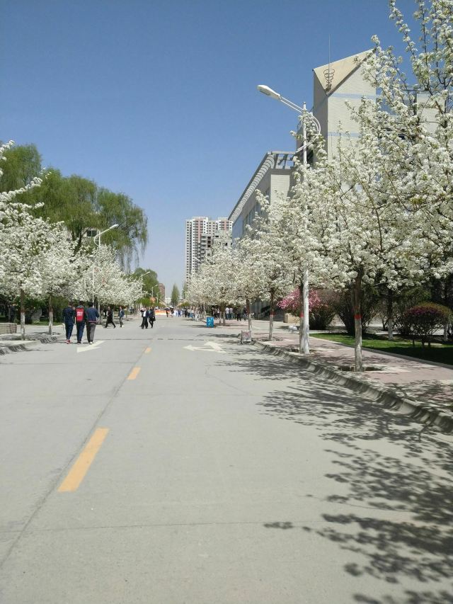 青海大学-党员活动公园旅行图片 3