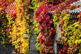 红了红了，这个秋天，TA彻底红了！