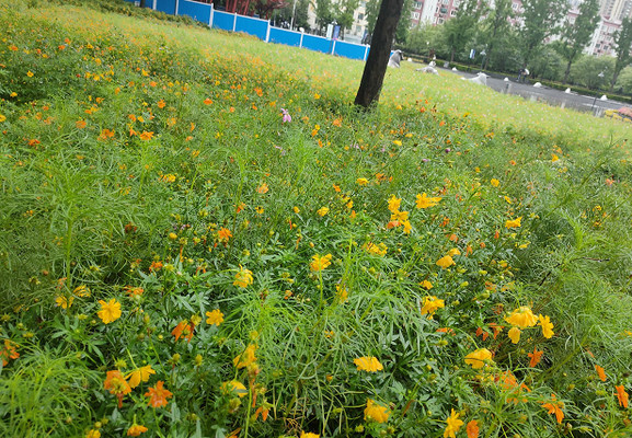 硫华菊，惊艳了雨骤风狂的时光