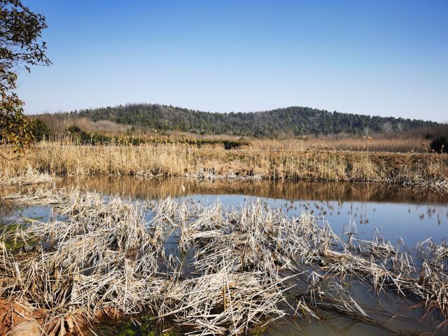 巢湖湿地旅行图片 1