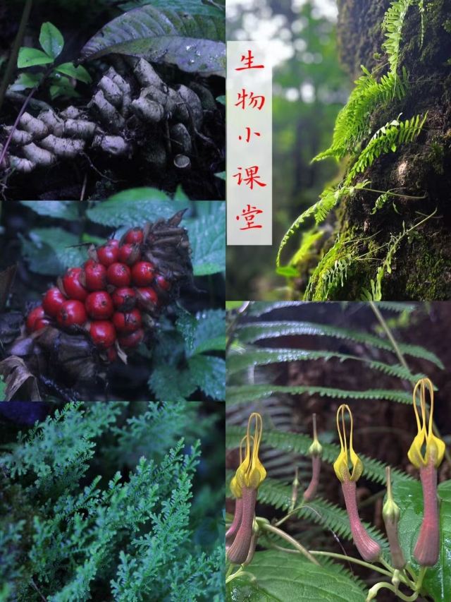 高黎贡山中坪大瀑布旅行图片 3