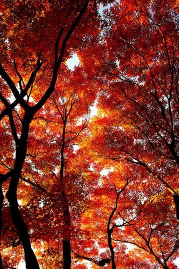 争创国家全域旅游示范区｜米亚罗，并不只是米亚罗。