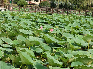 继善园，秋天还能赏荷