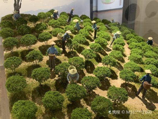 福鼎白茶博物馆
