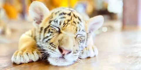 蘇梅水族館和老虎園
