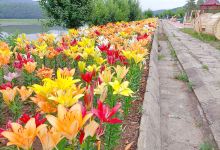 双鸭山花海景点图片