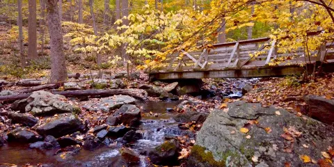 Dismal Harmony Natural Area