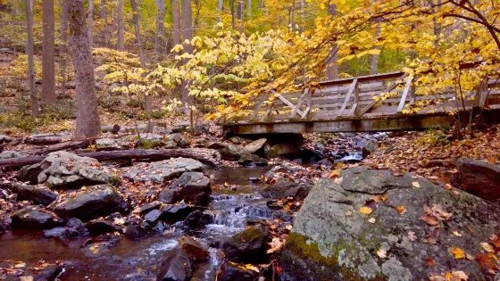 Dismal Harmony Natural Area