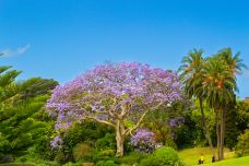 悉尼皇家植物园-悉尼