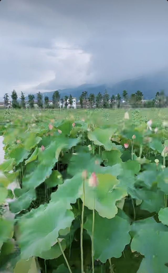 洱海月湿地公园旅行图片 4