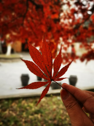 安徽西递四天三夜之行--（下）古建筑之美