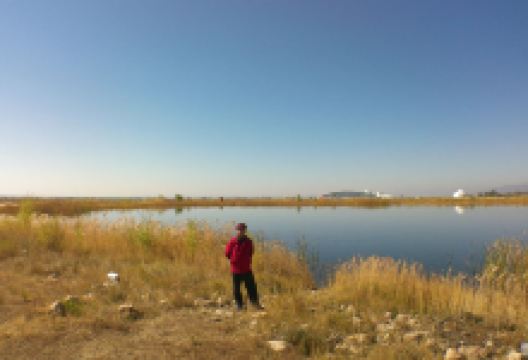 瀚海红柳景点图片