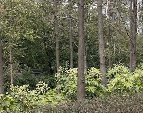 温泉鸡蛋小摊