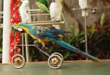 海南热带飞禽世界景点图片