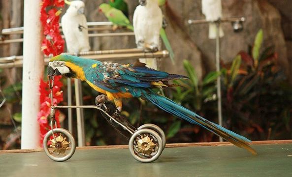 海南热带飞禽世界