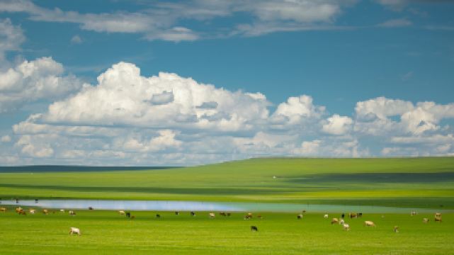 锡林郭勒盟草原