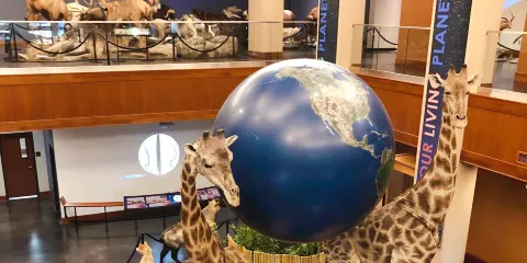 畢恩生命科學博物館