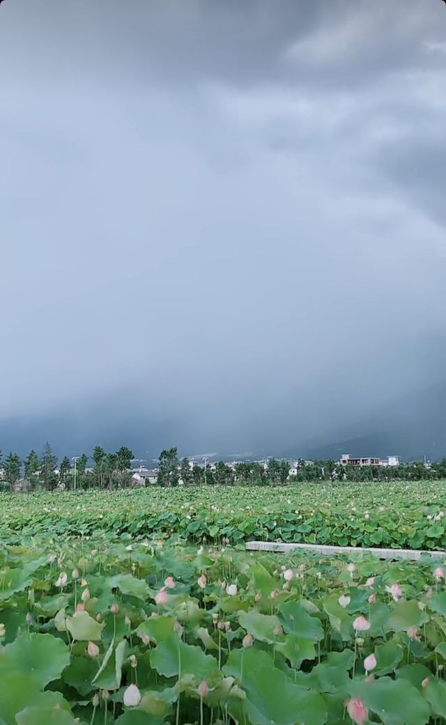 洱海月湿地公园旅行图片 7