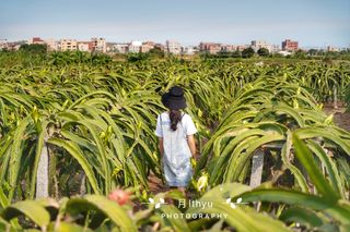 厦门周边两日游，不看山不看水，只为了1400百亩火龙果