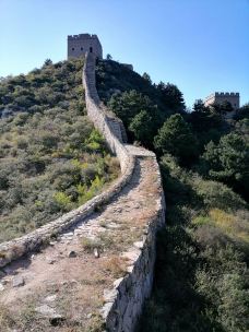 乌龙沟长城-涞源-大松树叶子