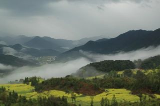 又到油菜花香飘的季节