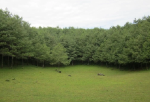 善洲林场景点图片