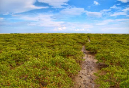 山口红树林景点图片