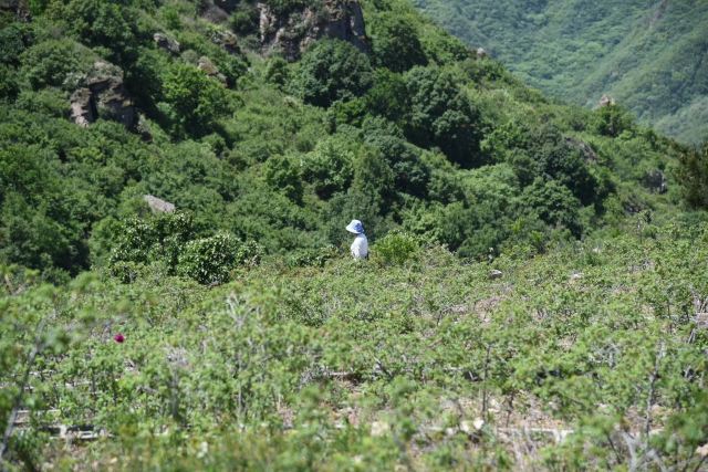 玫瑰谷旅行图片 5