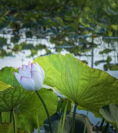 椒江区游记图文-台州这个古村落，荷花开得正盛