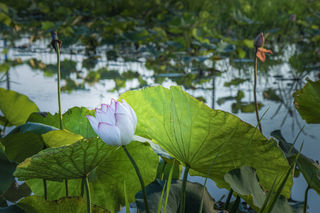 台州这个古村落，荷花开得正盛