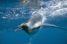 墨尔本水族馆-墨尔本