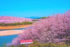 贵安樱花园-安顺