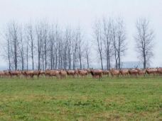 石首麋鹿国家级自然保护区-石首-M54****181