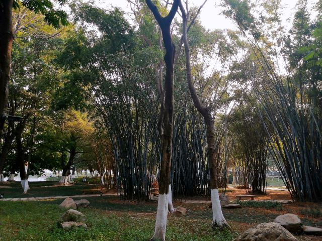 北滘公园旅行图片 7